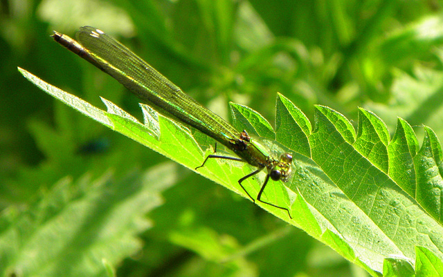 Green Madam