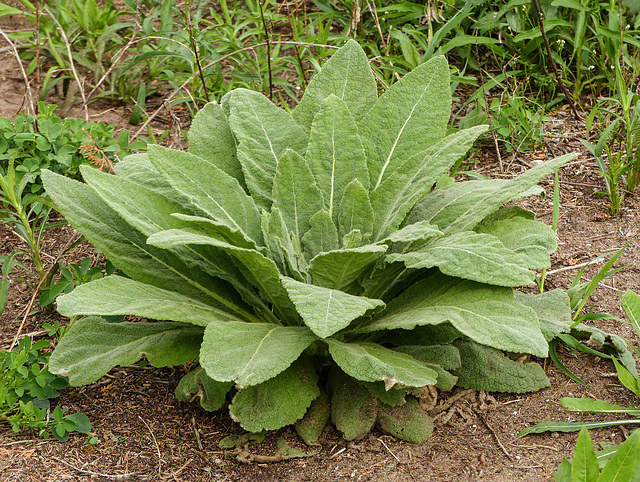 Day 3, unidentified plant, DeLaurier Homestead, Pt Pelee