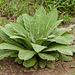 Day 3, unidentified plant, DeLaurier Homestead, Pt Pelee