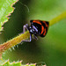 20110519 2656RAw [D~MI] Blutzikade (Cercopis vulnerata), Großes Torfmoor, Hille