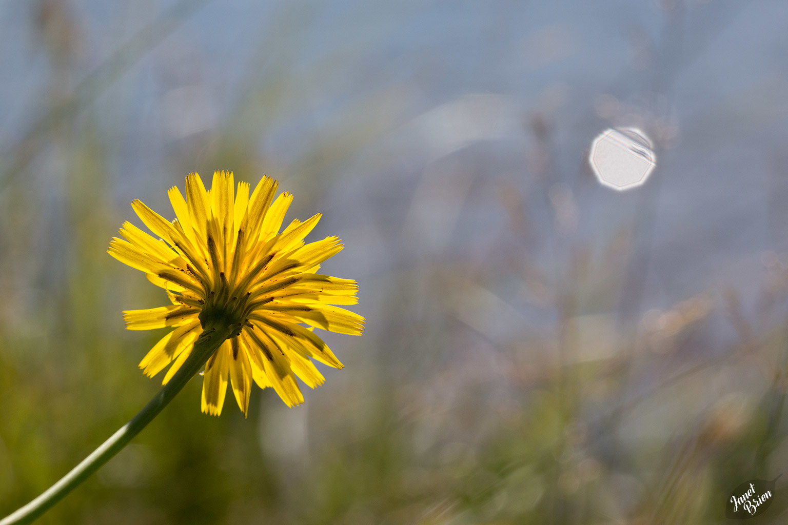 Backlit Beauty and More at Tugman State Park (+6 insets!)