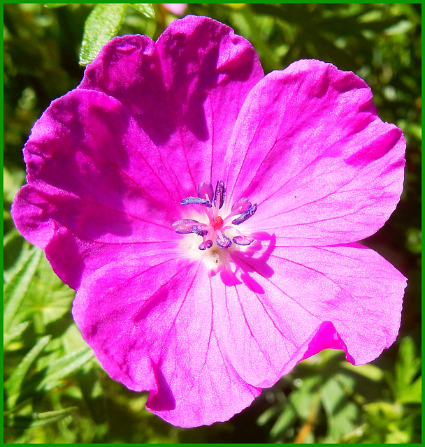 Geranium