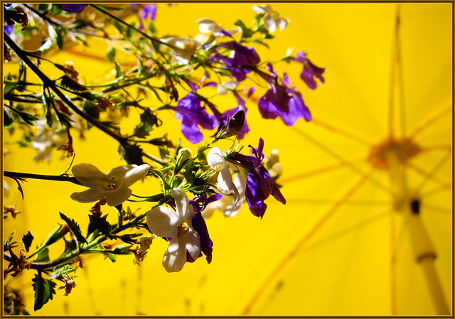 Sonne Balkon und Blümchen