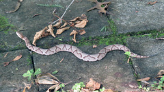 Copperhead