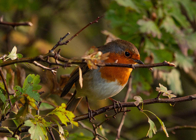 Robin