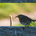 Robin