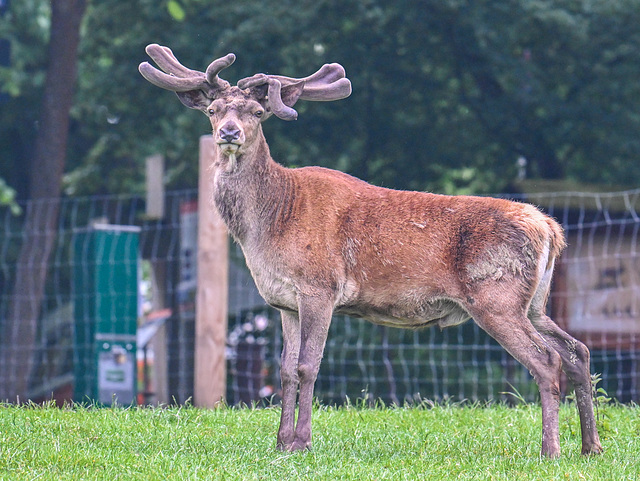Wildgatter am Steinberg in Hildesheim