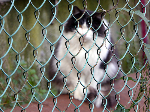 gatto di strada