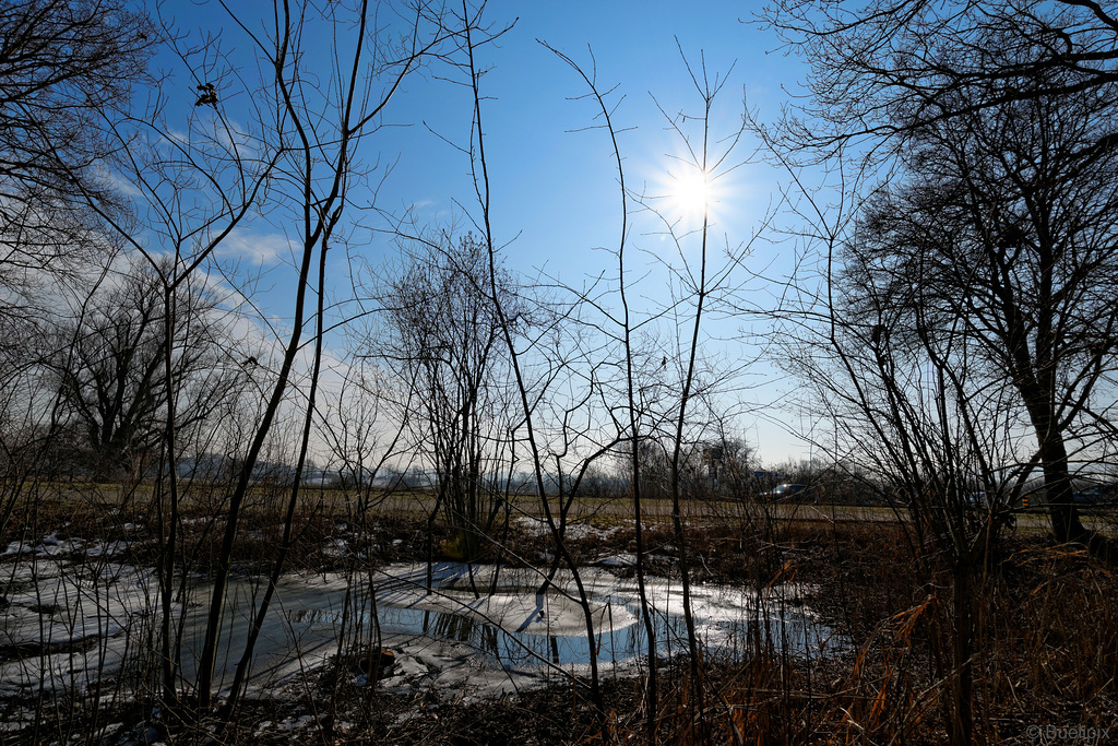 Winter im Neeracherried (© Buelipix)