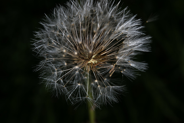 BESANCON: Une fleur de Pissenlit (ou Dent-de-lion) (Pappus). 08