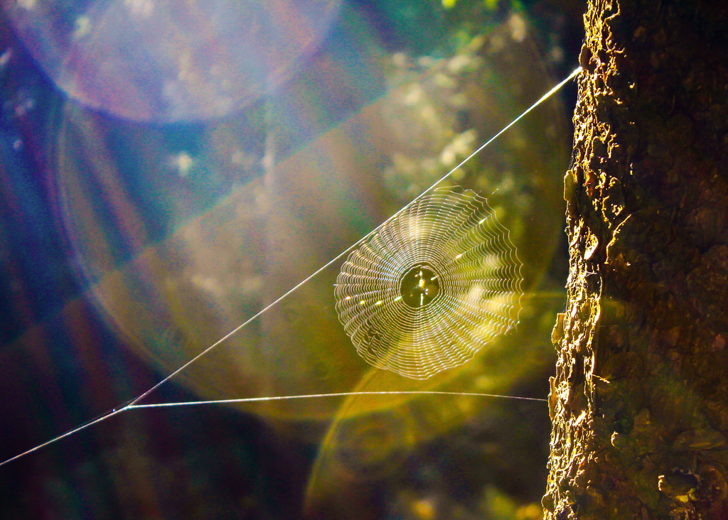 The Spider and the Fly