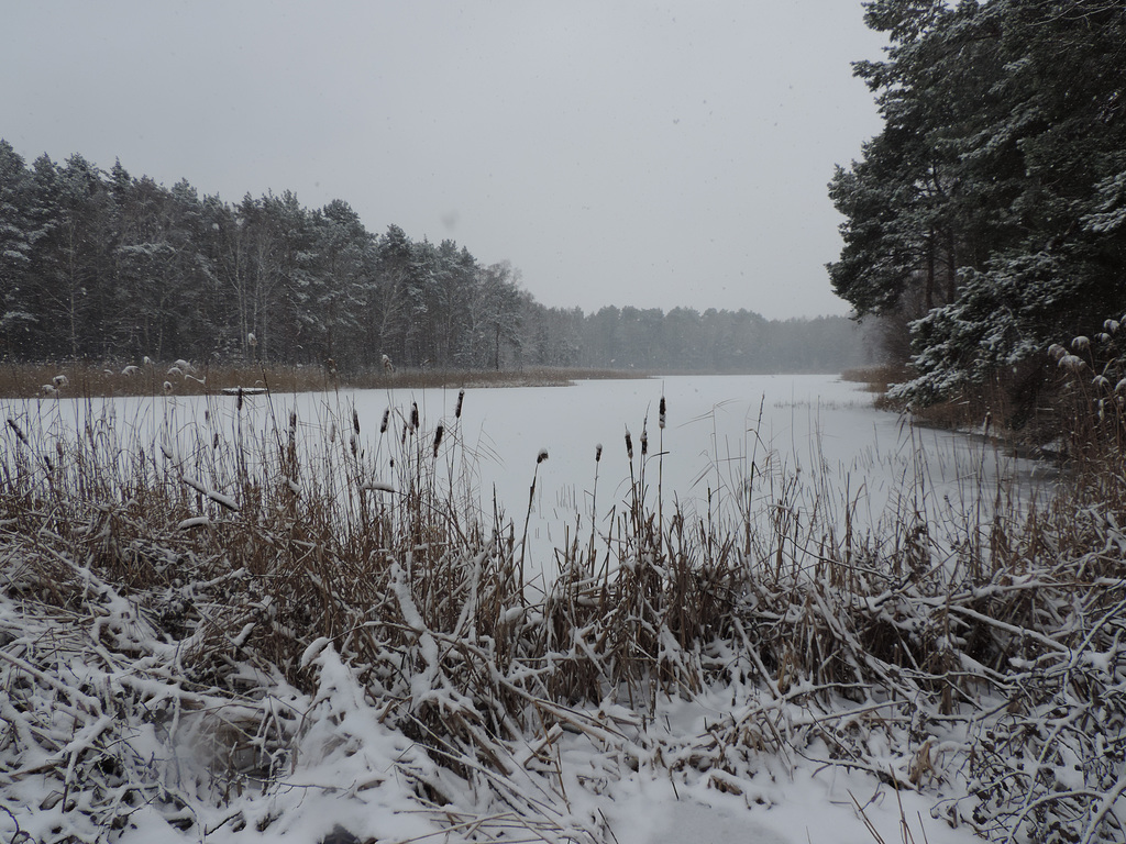 Sperenberg - Faules Luch / Torf