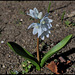 Puschkinia- Petites bulbeuses du jardin Henri Vinay (2)