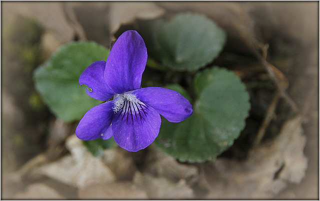 Violette du bois