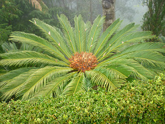 Sago Palm