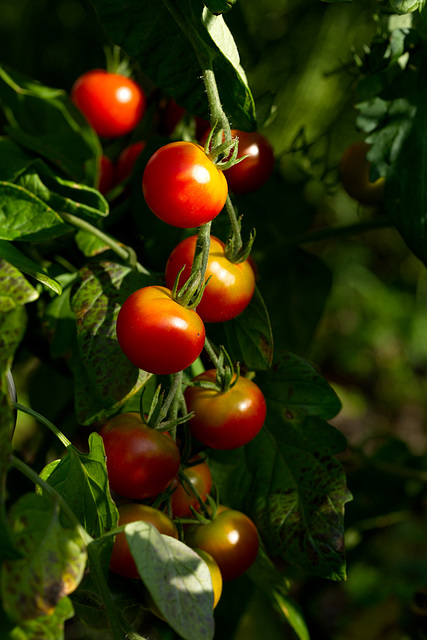 Die ersten Tomaten