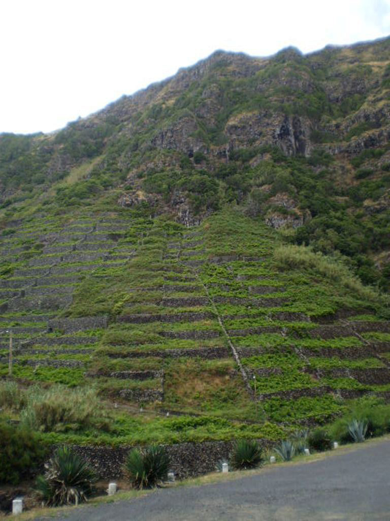 Vineyards in stairway.