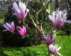 le magnolia du jardin