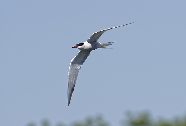 Arctic Tern