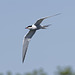 Arctic Tern