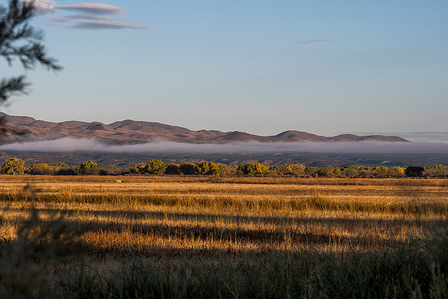 Bosque del Apache1