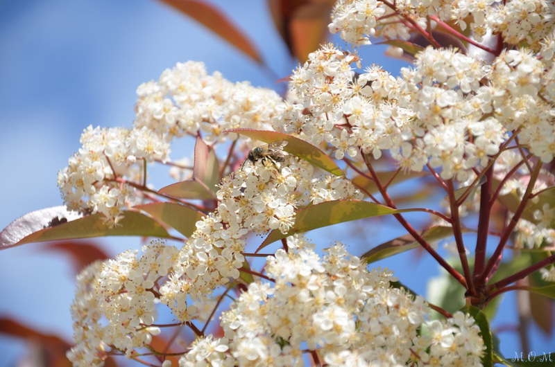 Fleurs blanches**********