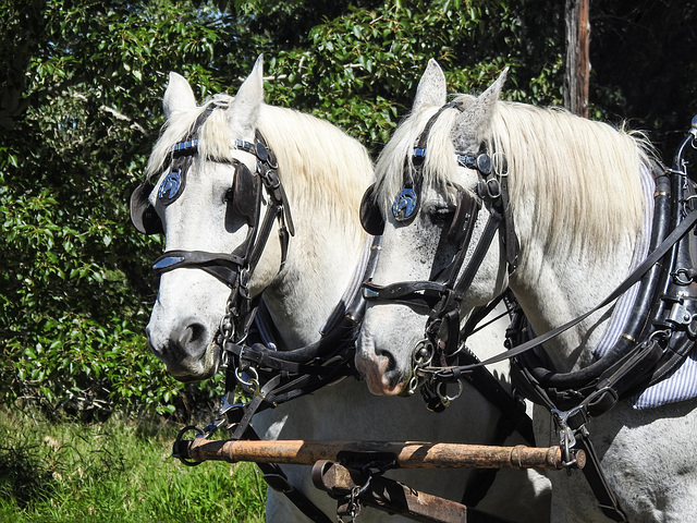 Horses (Percherons?) pulling wagon, Bar U Ranch