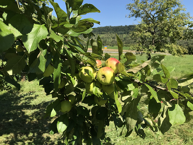 Goldparmäne