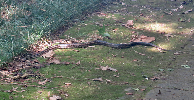 Rat snake ?