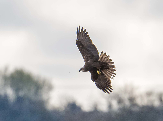 Marsh harrier