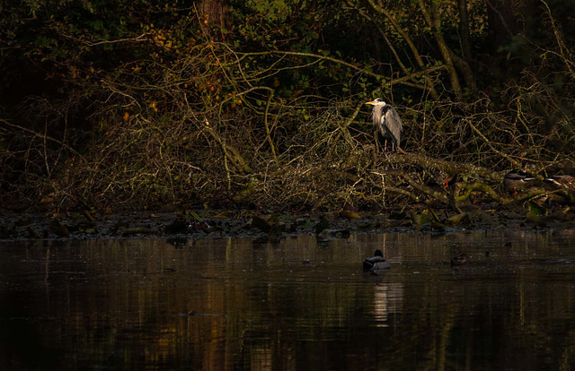 Heron