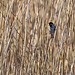 Reed bunting