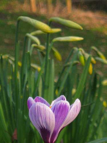 Spring!