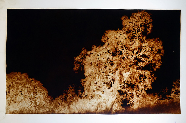 Oak calotype