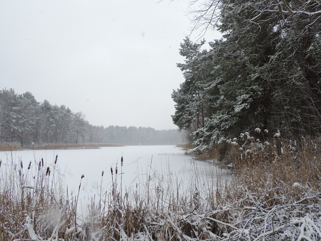 Sperenberg - Faules Luch / Torf