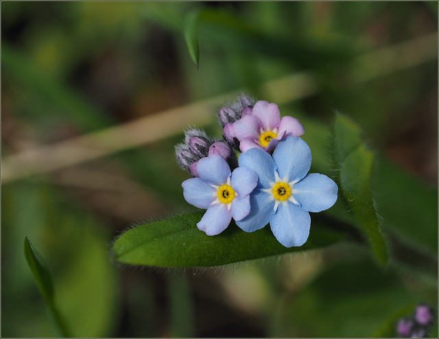 Forget-me-not in my backyard