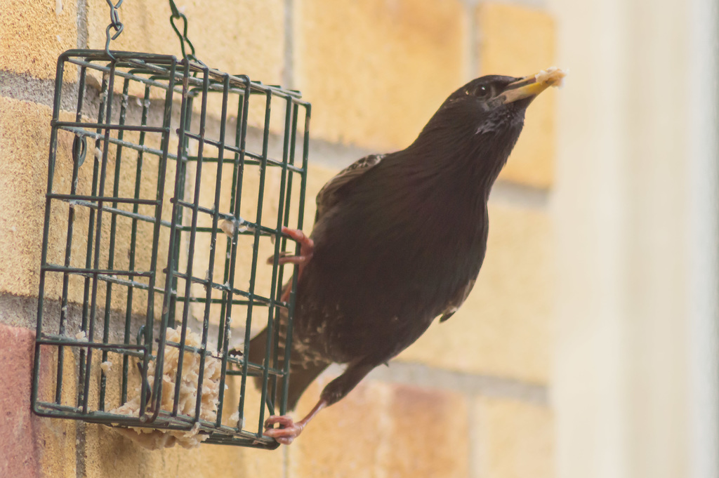 Feeding Starlings