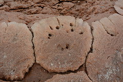 Ethiopia, Magnesium-Chlorine Salt Crystals with Iron Impurities on the Banks of the Gaet'ale Pond