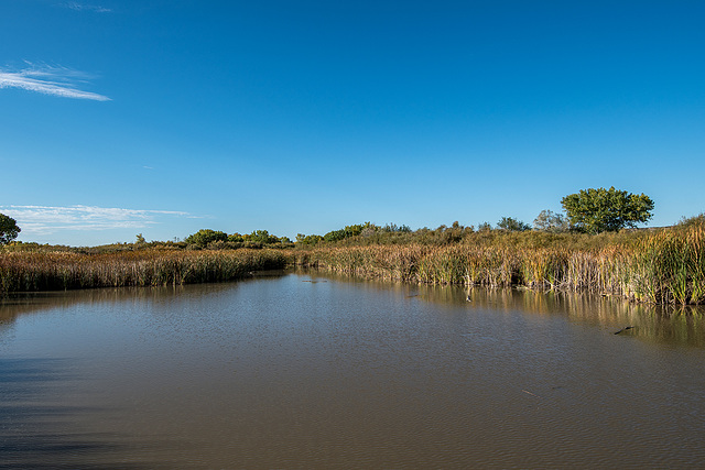 Bosque Del Apache5