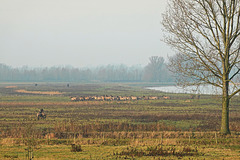 Een behoorlijke kudde Koniks vanmorgen