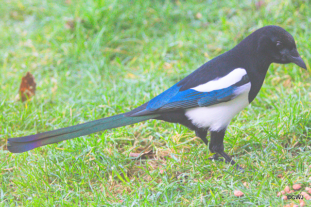 Magpie stealing the Pine Marten's breakfast!