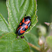 20110519 2658RAw [D~MI] Blutzikade (Cercopis vulnerata), Großes Torfmoor, Hille