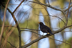 20.03.27 Amsel