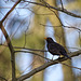 20.03.27 Amsel