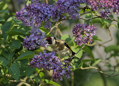 Goldfinch in the lilac
