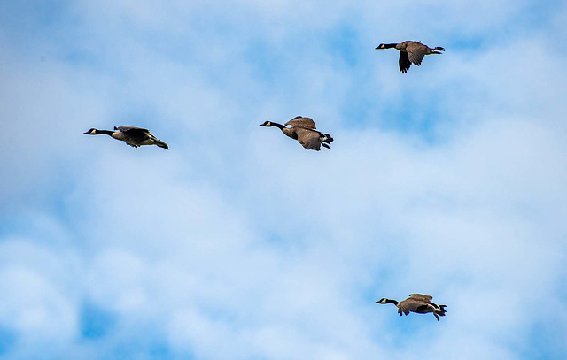 Canada geese in flight