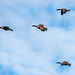 Canada geese in flight