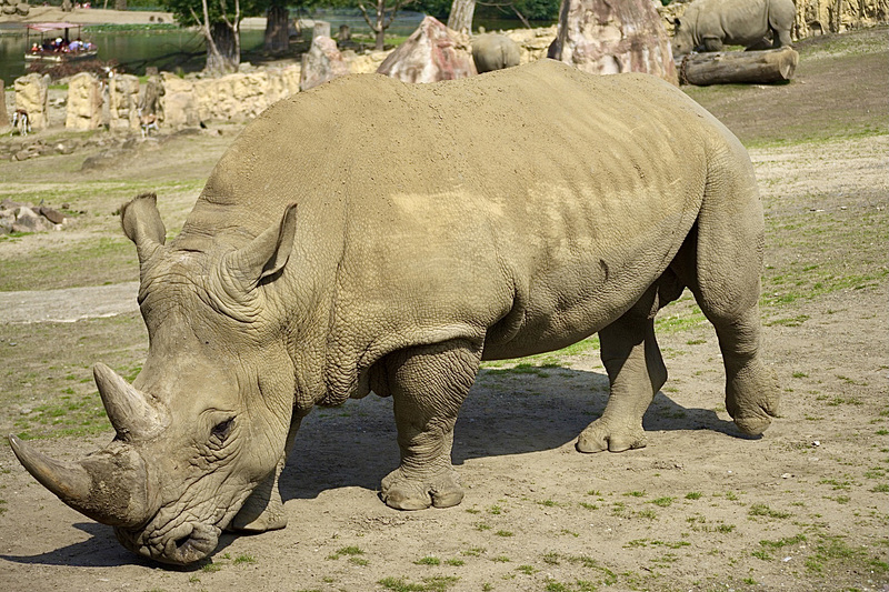 Nashorn