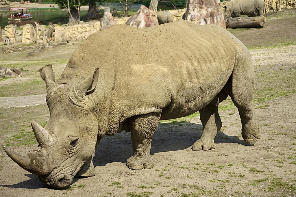 Nashorn