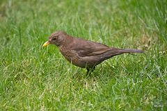 Female Blackbird listening to hear its food moving